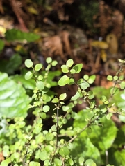 Coprosma rhamnoides, photograph author not stated, no rights reserved