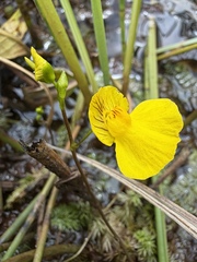 (c) Matt Berger, some rights reserved (CC BY) Utricularia intermedia, photograph (c) Matt Berger, some rights reserved (CC BY)