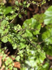 Coprosma rhamnoides, photograph author not stated, no rights reserved