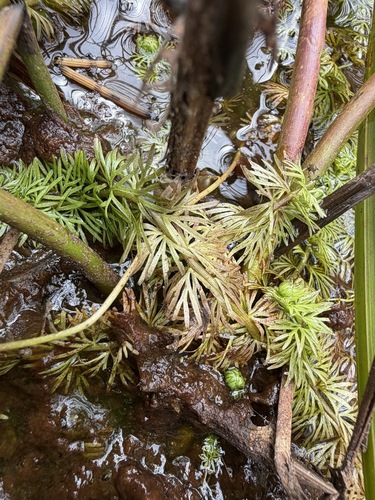 Utricularia intermedia, photograph 4
