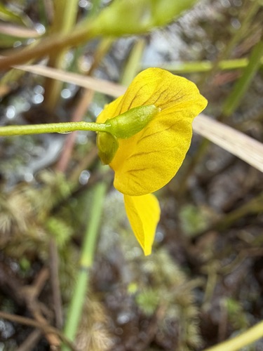 Utricularia intermedia, photograph 5