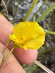 Utricularia intermedia, photograph (c) Matt Berger, some rights reserved (CC BY)