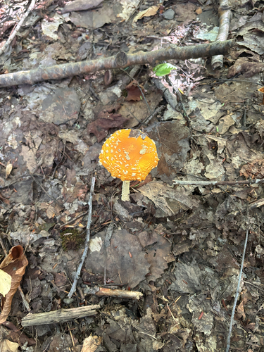 American Yellow Fly Agaric