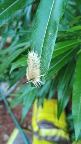 Banded Tussock Moth