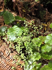 Coprosma rhamnoides, photograph author not stated, no rights reserved