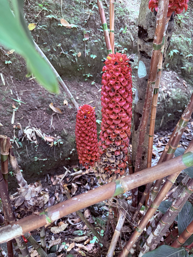 Tapeinochilos observed 2026-09-19