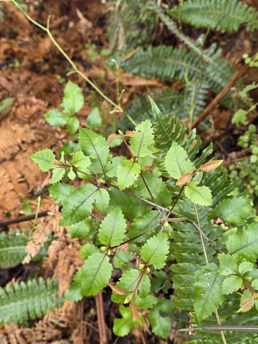 Pterophylla racemosa, photograph 3