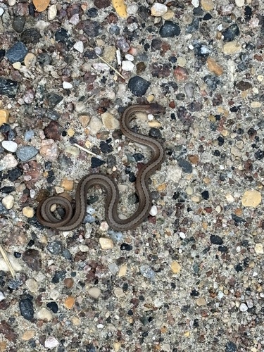 Red-bellied Snake