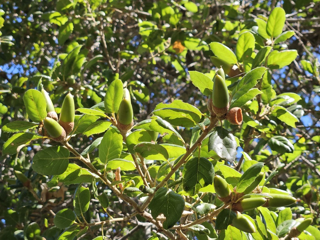 Quercus agrifolia; photograph (c) vultur-cadens, some rights reserved (CC BY)