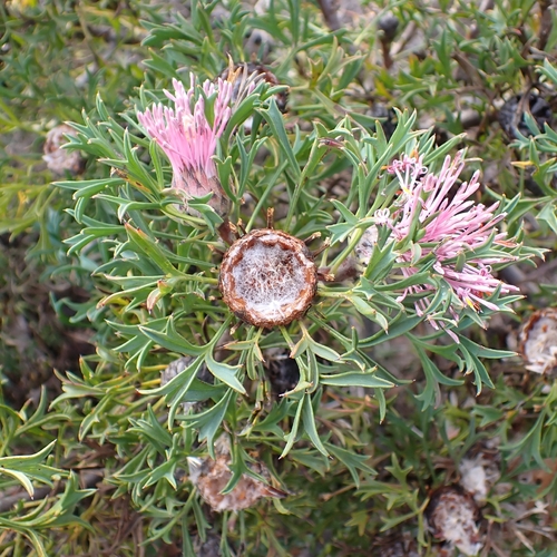 Isopogon dubius
