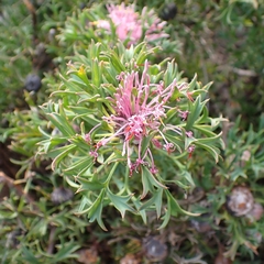 Isopogon dubius, photograph (c) Luke Lythgoe, some rights reserved (CC BY)