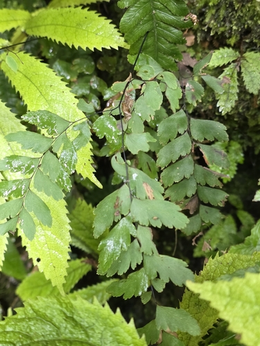 Adiantum cunninghamii, photograph 3