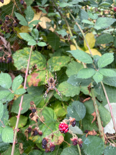 Cross Orbweaver