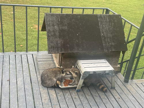 Common Raccoon