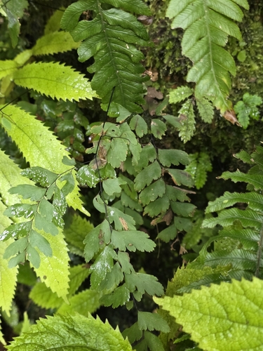 Adiantum cunninghamii, photograph 4
