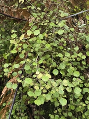 Rhabdothamnus solandri, photograph author not stated, no rights reserved