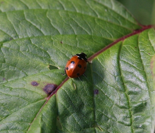 Seven-spotted Lady Beetle
