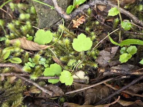 Ranunculus reflexus