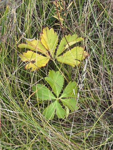Sanicula marilandica, photograph 3