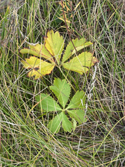Sanicula marilandica, photograph author not stated, no rights reserved