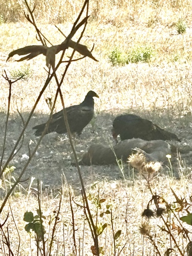 Turkey Vulture seen in Sonoma Valley