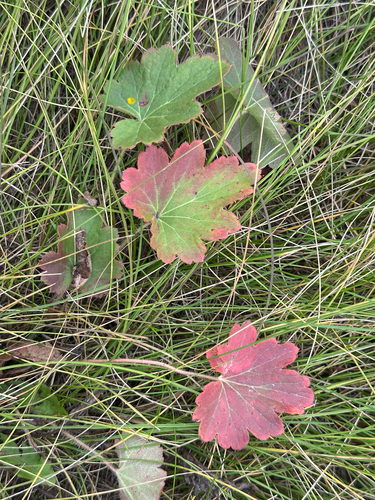 Heuchera richardsonii, photograph 1