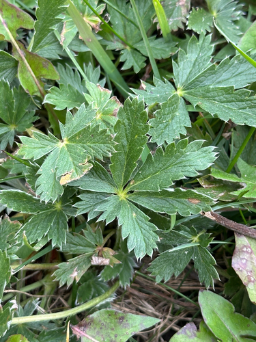 Potentilla pulcherrima, photograph 2