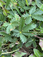 Potentilla pulcherrima, photograph author not stated, no rights reserved