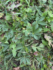 Potentilla pulcherrima, photograph author not stated, no rights reserved