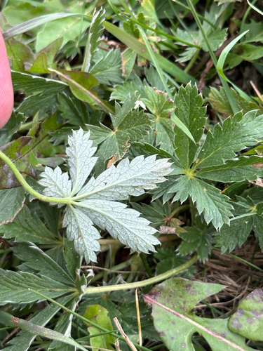 Potentilla pulcherrima, photograph 3
