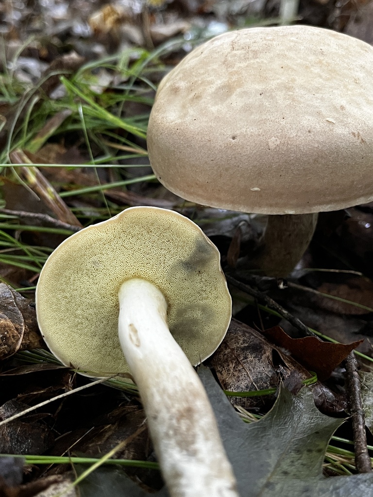pallid bolete · September 2026 · photo: Photo: (c) Ross, some rights reserved (CC BY) · iNaturalist