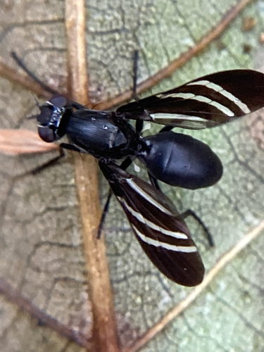Black Onion Fly