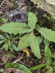 Senecio minimus, photograph author not stated, no rights reserved