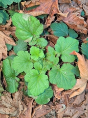 Geum macrophyllum, photograph (c) Nick T., some rights reserved (CC BY-SA)