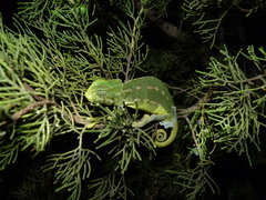 Chamaeleo chamaeleon chamaeleon
