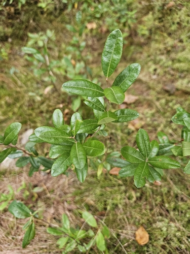 leatherleaf