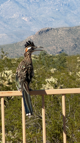 Greater Roadrunner