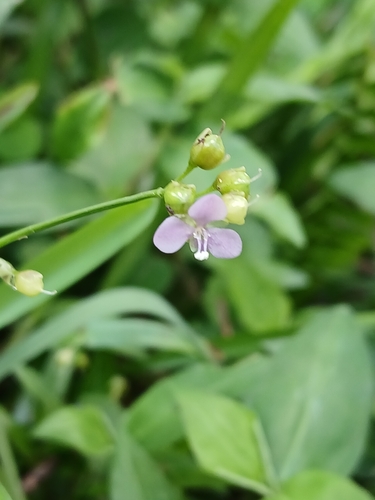 Murdannia nudiflora, photograph 3