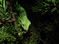 Chamaeleo chamaeleon chamaeleon