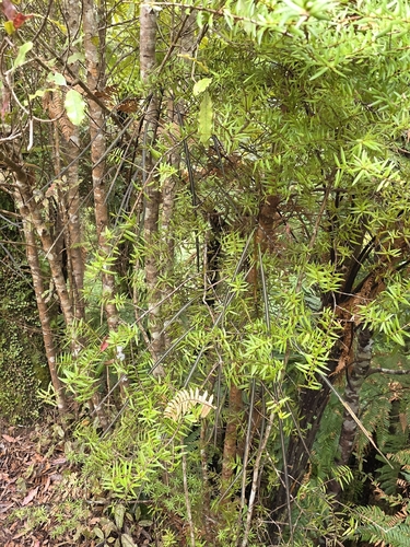 Podocarpus laetus, photograph 6