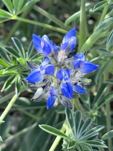 Sandplain lupine