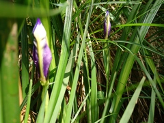 Iris graminea