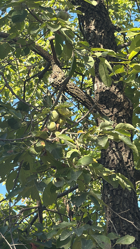 American persimmon