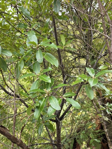 Pittosporum colensoi, photograph 1