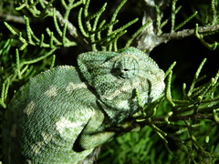 Chamaeleo chamaeleon chamaeleon