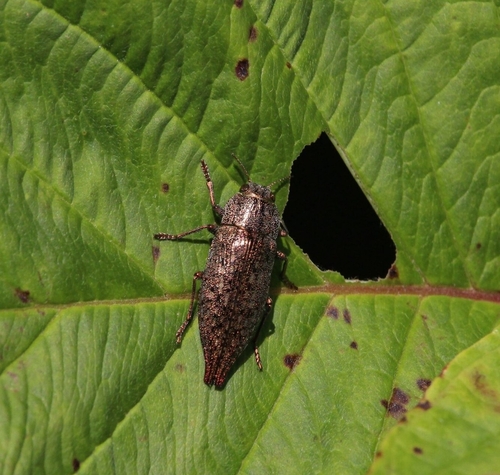 Flat-headed Hardwood Borer