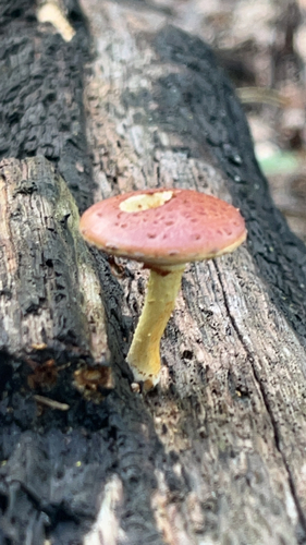 Pholiota polychroa