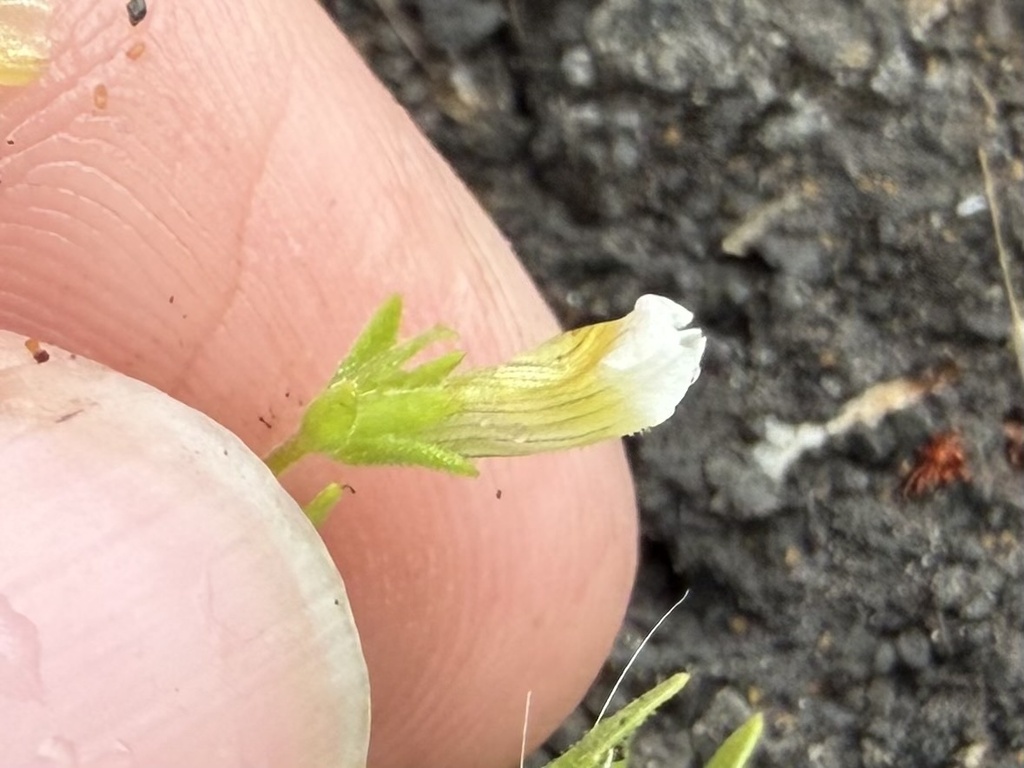 Gratiola neglecta; photograph (c) Dustin Snider, some rights reserved (CC BY)