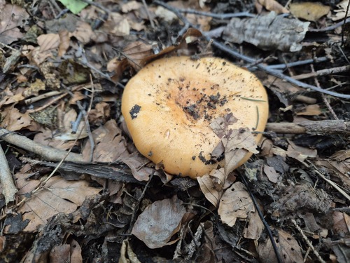 Lactarius salmonicolor — (c) tinyclayman, some rights reserved (CC BY)