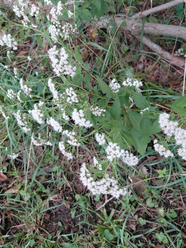 white snakeroot